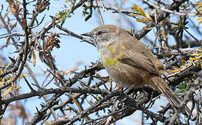 Patagonian Canastero