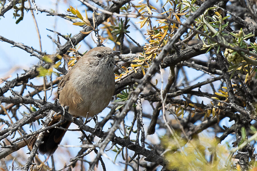 Patagonian Canastero