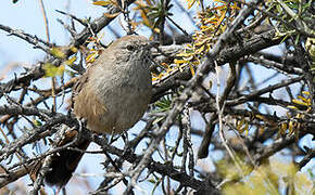 Patagonian Canastero