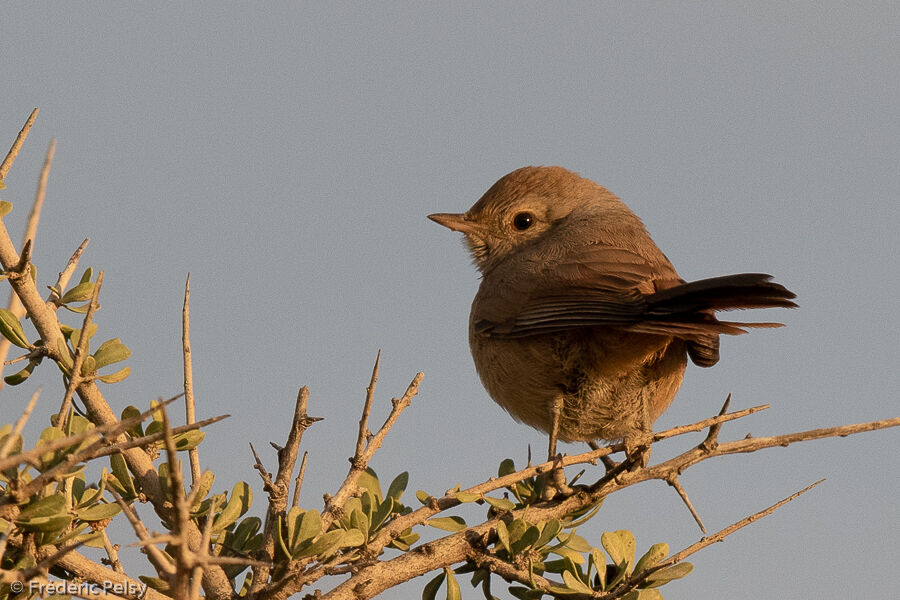 Patagonian Canastero