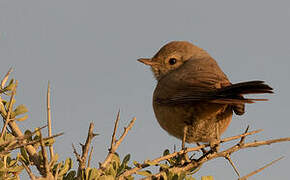 Patagonian Canastero