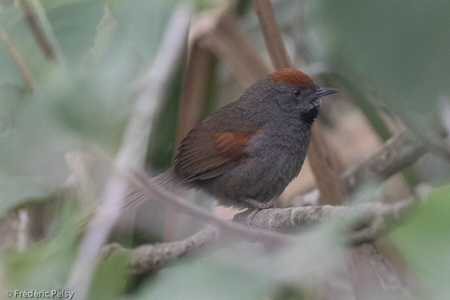 Spix's Spinetail