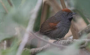 Spix's Spinetail