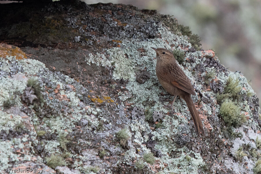 Synallaxe de Wyattadulte, habitat