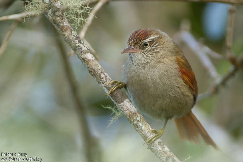 Streak-capped Spinetailadult, identification