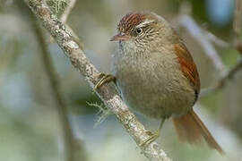 Streak-capped Spinetail