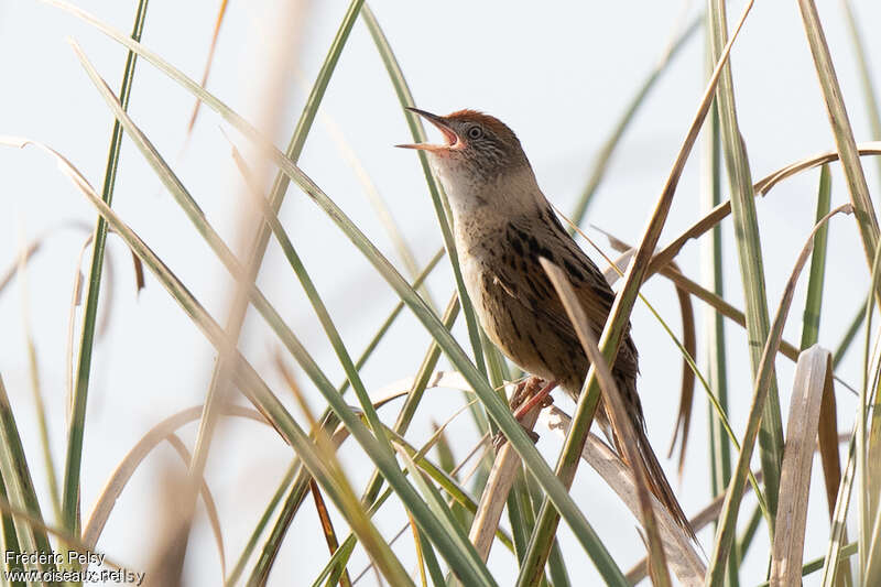 Bay-capped Wren-Spinetail male adult, habitat, pigmentation, song