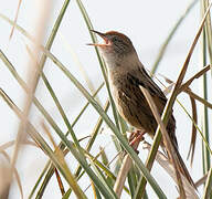 Bay-capped Wren-Spinetail