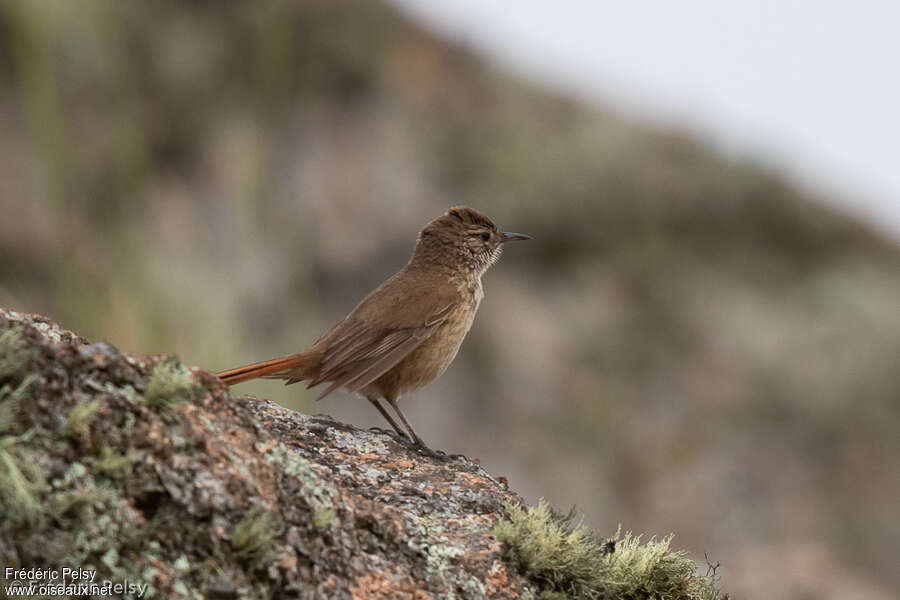 Cordilleran Canasteroadult, identification