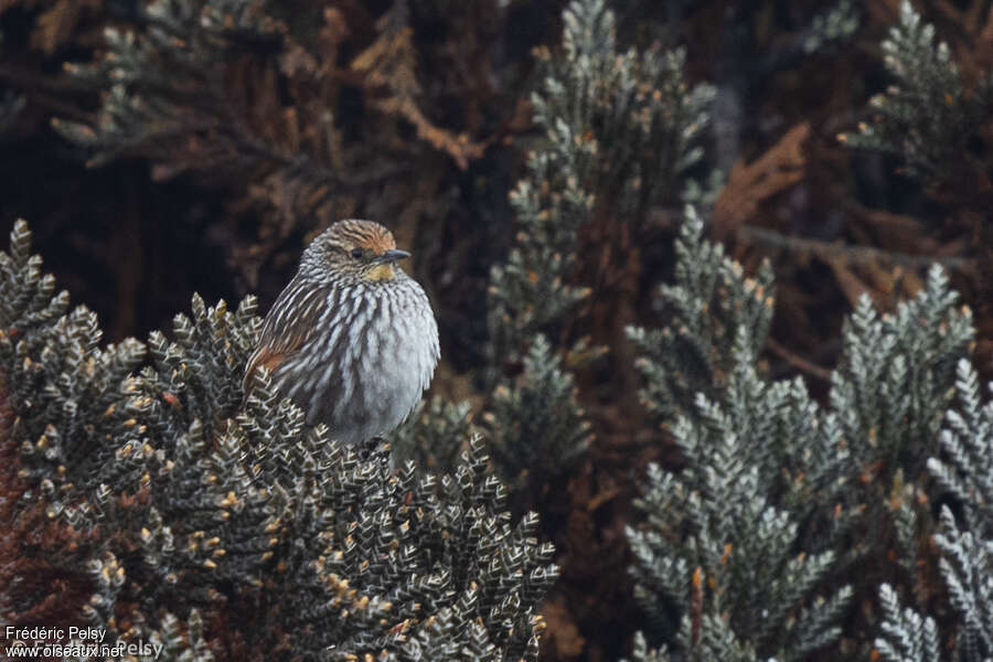 Many-striped Canasteroadult, habitat, pigmentation