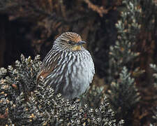 Many-striped Canastero