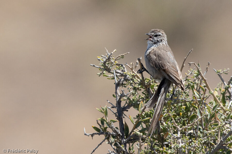 Plain-mantled Tit-Spinetail