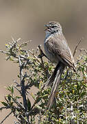 Plain-mantled Tit-Spinetail