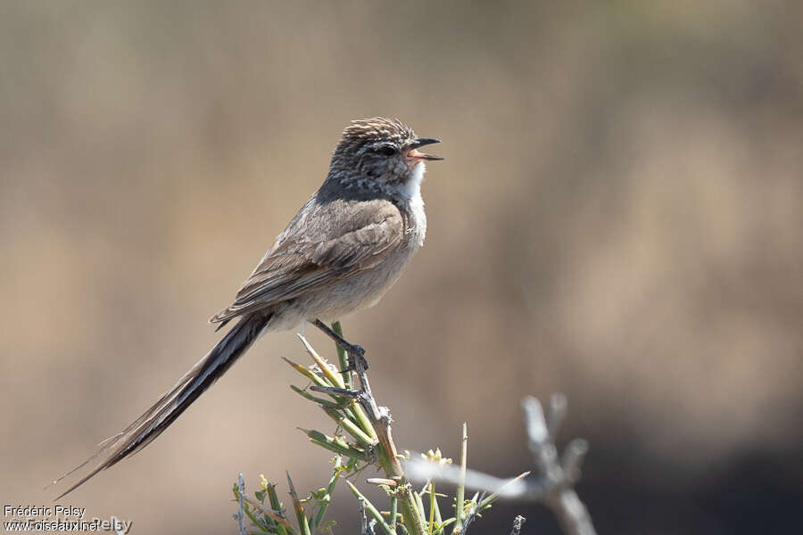 Plain-mantled Tit-Spinetail male adult, song