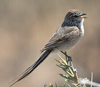 Plain-mantled Tit-Spinetail