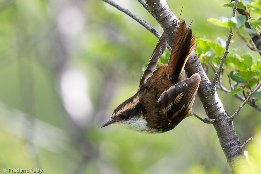 Thorn-tailed Rayadito