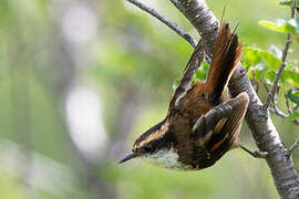 Thorn-tailed Rayadito