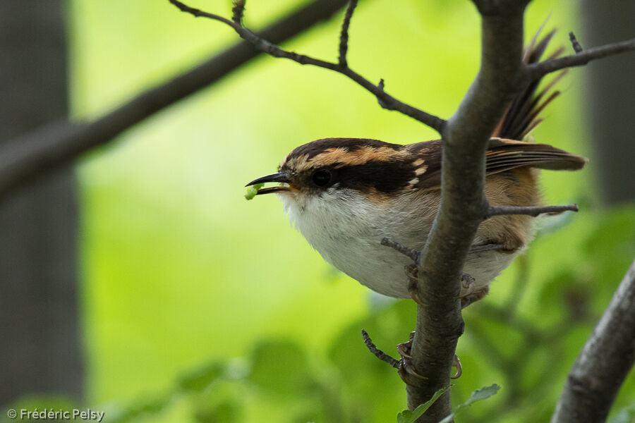 Thorn-tailed Rayadito, eats