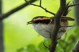 Thorn-tailed Rayadito