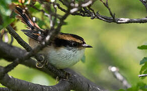 Thorn-tailed Rayadito