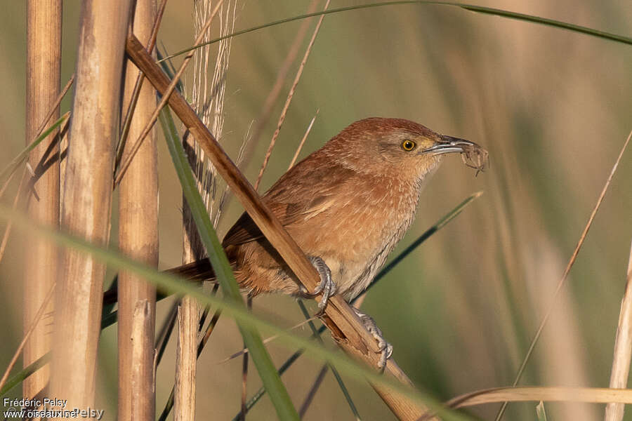 Freckle-breasted Thornbirdadult, eats