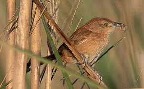 Freckle-breasted Thornbird