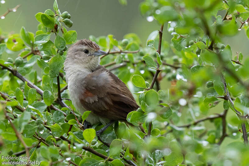Little Thornbird, identification