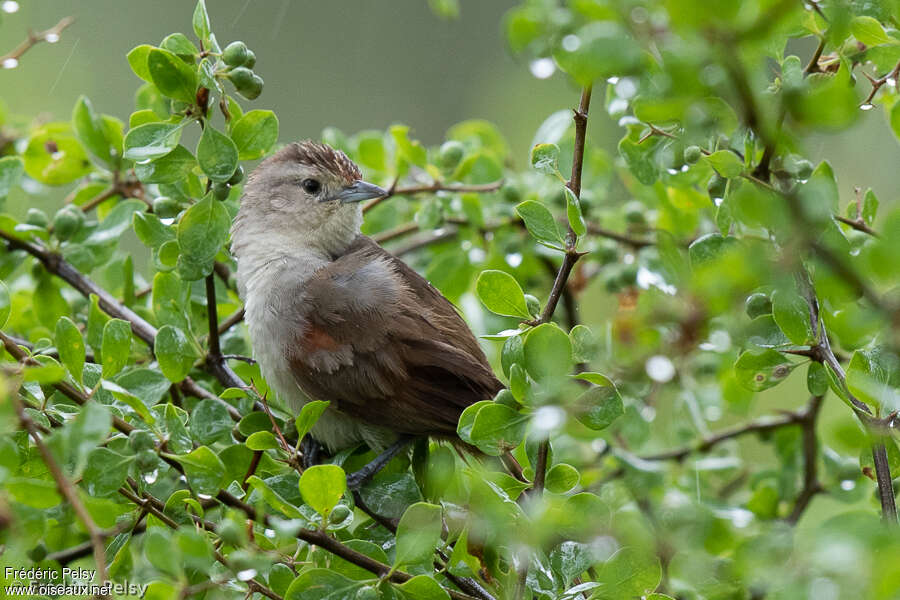 Synallaxe siffleur, identification