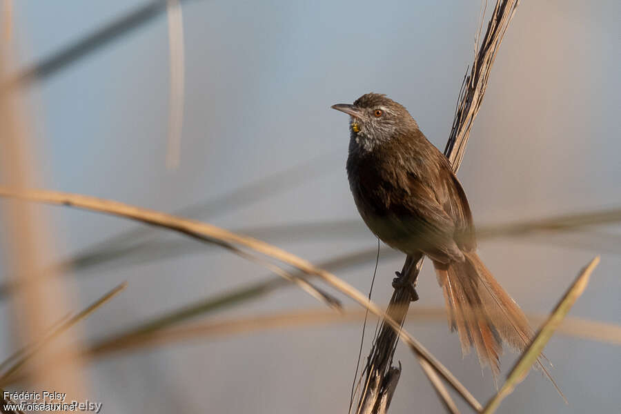 Sulphur-bearded Spinetailadult, identification