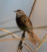 Sulphur-bearded Reedhaunter