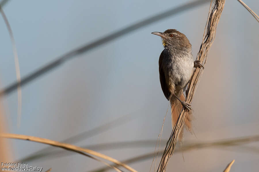 Sulphur-bearded Spinetailadult, close-up portrait