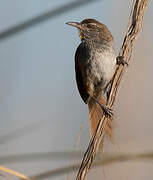 Sulphur-bearded Spinetail