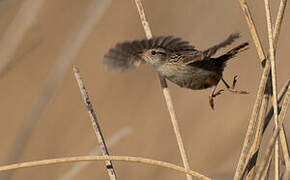 Wren-like Rushbird