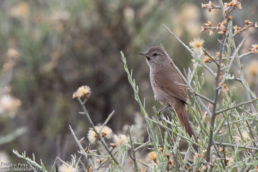 Sharp-billed Canasteroadult, identification