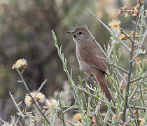 Sharp-billed Canastero