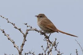 Sharp-billed Canastero