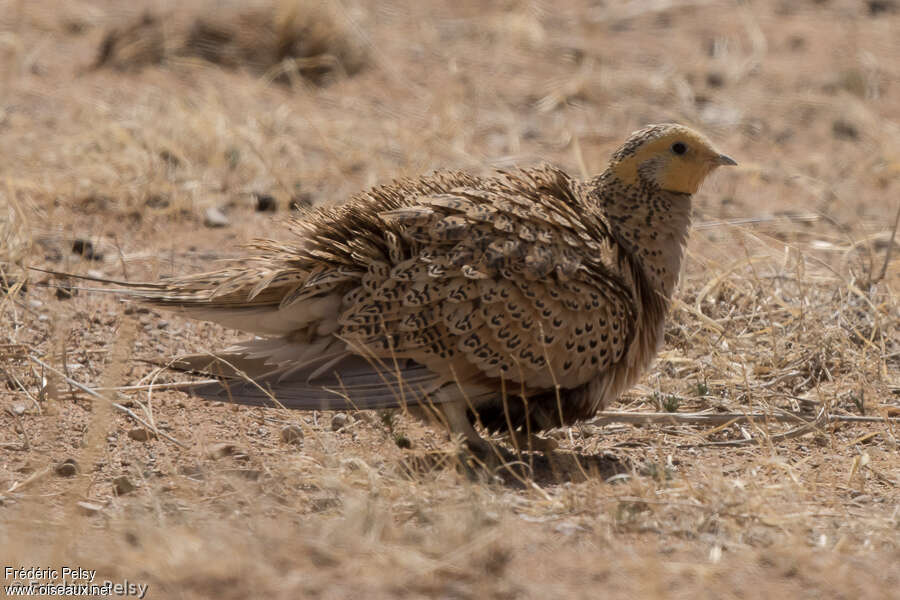 Pallas's Sandgrouse female adult breeding, aspect, camouflage, Behaviour