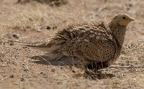 Pallas's Sandgrouse