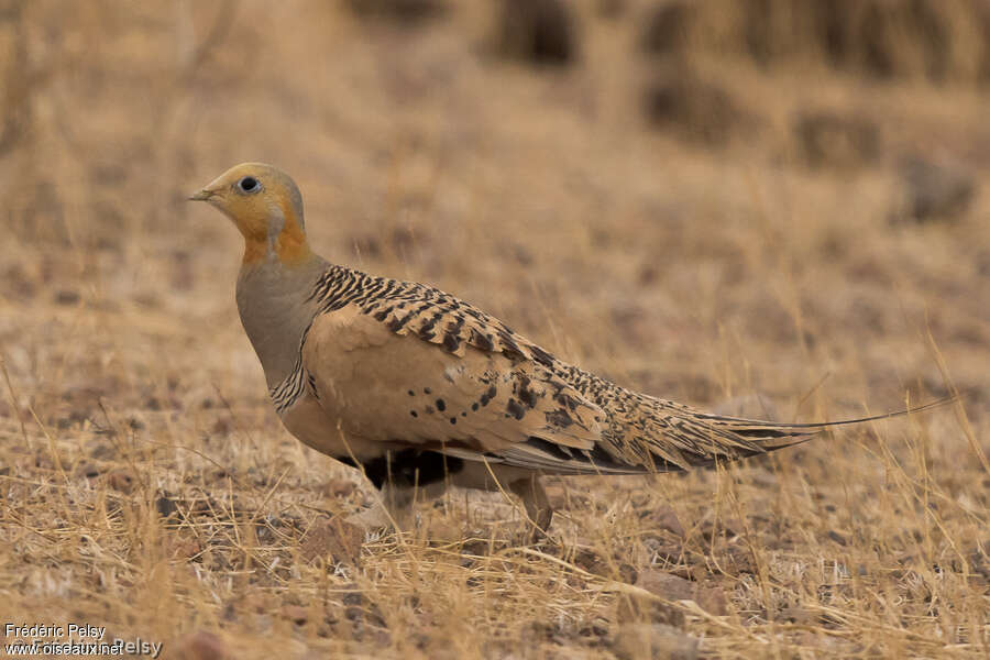 Pallas's Sandgrouse male adult breeding, identification