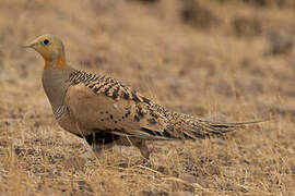 Pallas's Sandgrouse