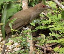 Puerto Rican Lizard Cuckoo