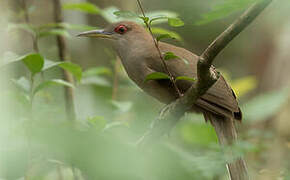 Puerto Rican Lizard Cuckoo