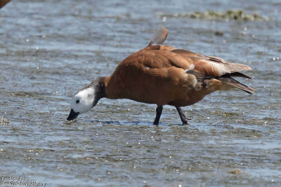 Tadorne à tête grise femelle adulte, identification