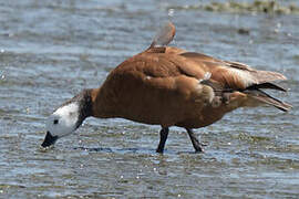 South African Shelduck