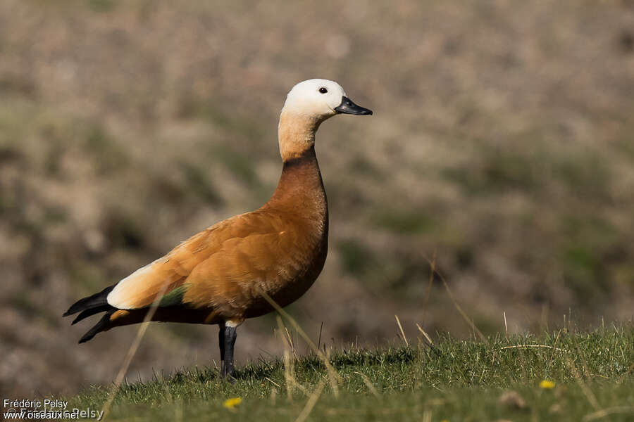 Tadorne casarca mâle adulte, identification