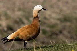 Ruddy Shelduck