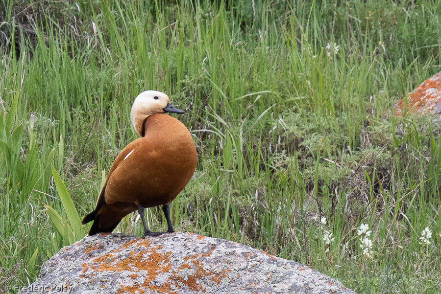 Ruddy Shelduck male