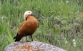 Ruddy Shelduck