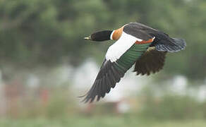 Australian Shelduck