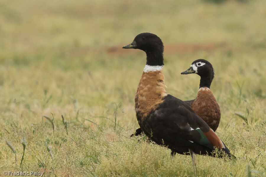 Australian Shelduckadult